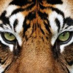 Profiel Foto of codyrome